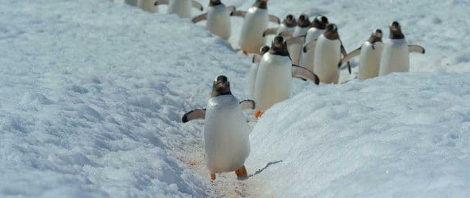 Penguins march in the snow, docuseries to stream
