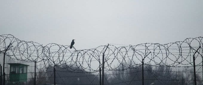 a bird perched on top of barbed wire