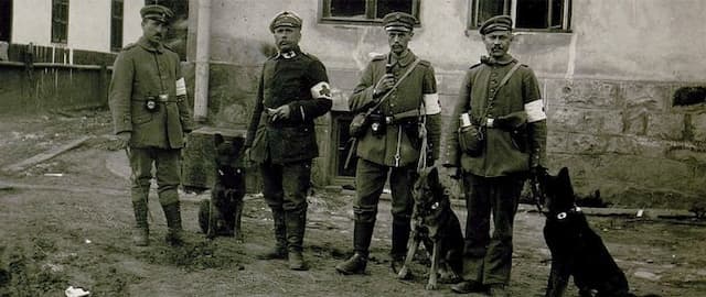 Meet the Mercy Dogs of World War I
