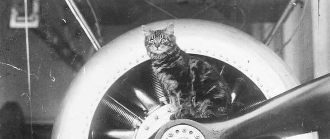 Pincher, the mascot of HMS Vindex, sits on the propeller of a sea plane