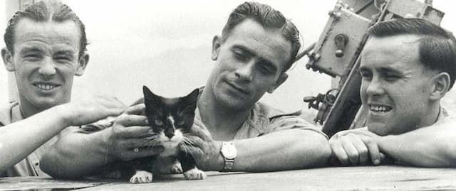 Simon the Cat Won a Dickin Medal for His Royal Navy Service