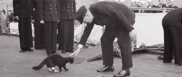 The Long and Curious History of Ship Cats