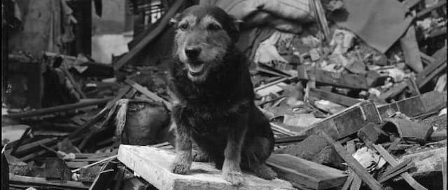 How a Stray Terrier in London Led to the Training of Search and Rescue Dogs