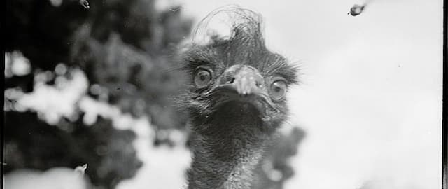 Australia Faced Ruthless Birds During the Great Emu War