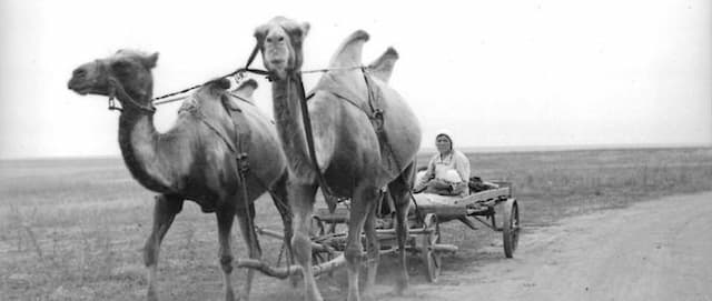 How the Red Army Used Camels to Fight the Nazis