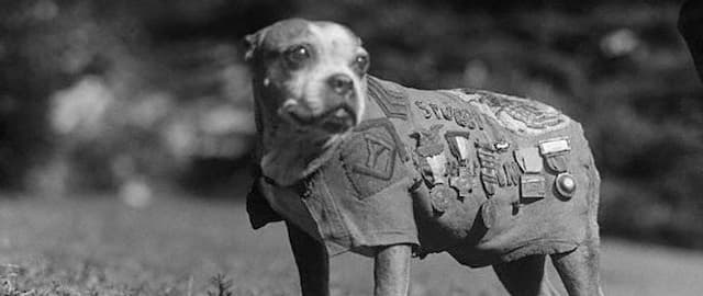 7 Greatest Animal War Heroes of All Time